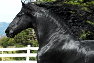 Download Wallpapers Friesian Horse (1920 X 1080 HDTV 1080p ...