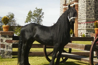 Friesian Stallion (