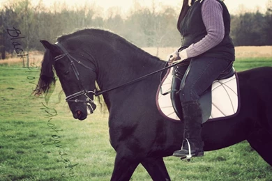 Friesian Stallion Keegan (
