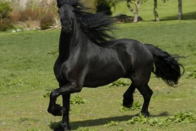 Image Detail For Friesian Horse Wallpapers
