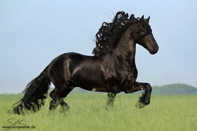 Friesian Stallion By Sowi01 On DeviantArt