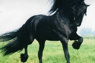 Black Friesian Cavalo Animals Horse Horses Wallpapers Pictures Free ...
