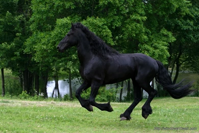 Friesian black horse hd Wallpapers – Windows 10 Wallpapers