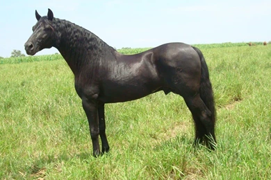 Horses: Spanish Friesian Crossbreed Friesian Horses Spanish Black ...