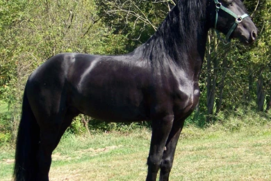 Friesian >> HD Wallpaper, Get It Now!