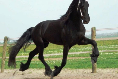 Black Friesian   (