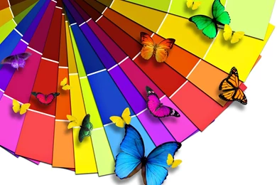 Multi coloured Butterflies Wallpapers And Images   Wallpapers ...