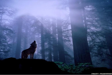 Wolf Wallpapers For Desktop   Wallpapers Cave