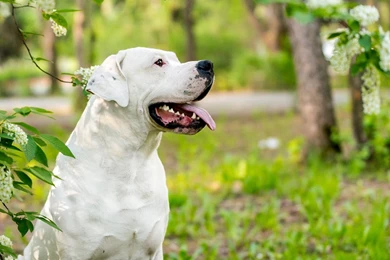 Dog Backgrounds, Lovely Dog Images, Dog Eye, Wallpapers Of Dog, Hd ...