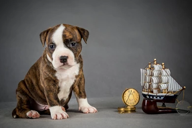 Dog Backgrounds, Wallpapers Of Dog, Download Dog Images, Hd Animal ...