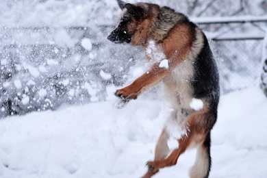 Dog Backgrounds, Dog Eye, Wallpapers Of Dog, Hd Animal Wallpapers ...