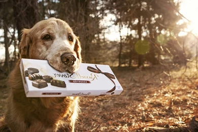 Dog Backgrounds, Best Friend, Dog Eye, Download Dog Images, Hd ...