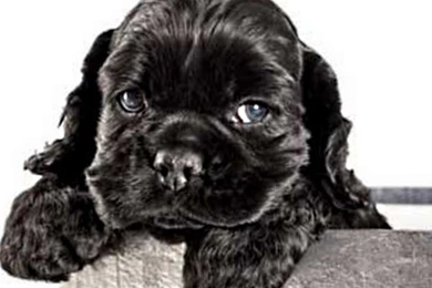 Dog Backgrounds, Best Friend, Lovely Dog Images, Download Dog ...