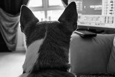 Dog Backgrounds, Best Friend, Lovely Dog Images, Wallpapers Of Dog ...