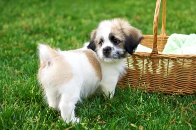 Dog Backgrounds, Lovely Dog Images, Dog Eye, Wallpapers Of Dog ...