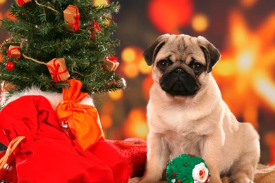 Free Wallpapers Christmas Dog Pet Wallpapers