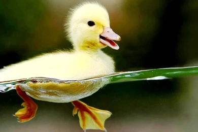 Cute Animal Wallpapers For Desktop Backgrounds Full Screen ...