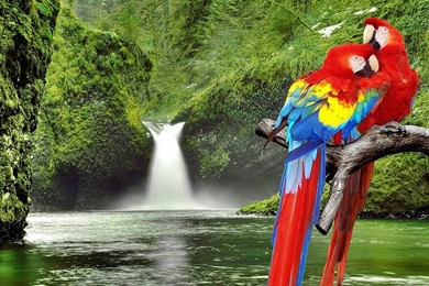 Macaw Parrots Over Waterfall Free Desktop Backgrounds And Wallpapers