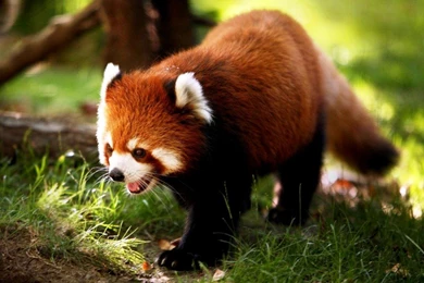 Cute animal wallpapers for desktop cute animals