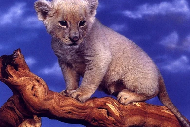 Cats: Caption Hope Dont Fall Playful Adorable Young Cute Animal ...