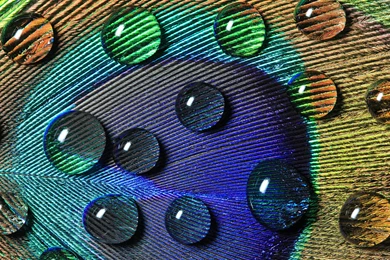 Water Drop Computer Wallpapers, Desktop Backgrounds