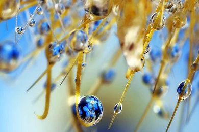 Elegant Branch Water Drop Wallpapers HD