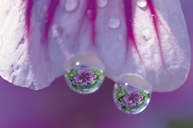 Jestingstock.com Flower With Water Drops Wallpapers