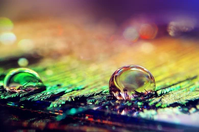 Macro Photography Nature Water Drop Wallpapers