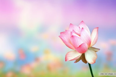 Christmas Flowers Images And Wallpapers Download