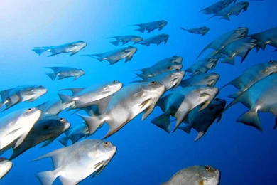 Wallpapers Sai New Nature Vista Latest Hd High 1280x800