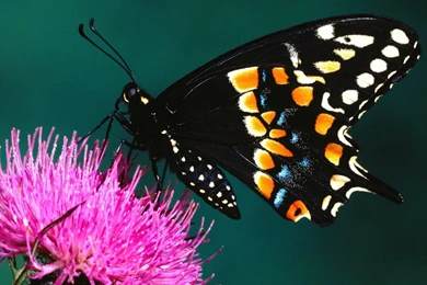 Pretty Butterfly Wallpapers   Wallpapers Cave