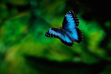 Beautiful Butterfly Wallpaper.jpg