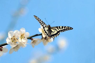 Butterfly Wallpapers   Yorkshire_rose Wallpapers (21172150)   Fanpop