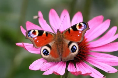 Butterfly Wallpapers Hd: Beautiful Butterfly Wallpapers