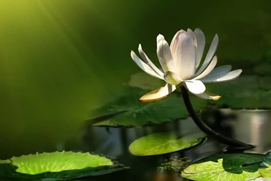Lotus Wallpapers Hd Archives Wallpapers Q