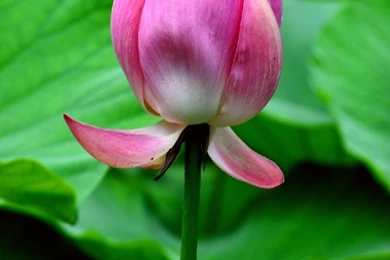 Beautiful Flower Hd Wallpapers 480x854 Flower Wallpapers 480x854 ...