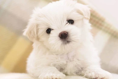 White Dog Wallpapers For PC Backgrounds   Wallpapers HD