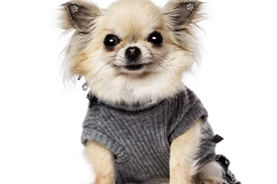 Dog Backgrounds, Lovely Dog Images, Wallpapers Of Dog, Download ...