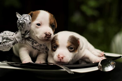 Dog Backgrounds, Wallpapers Of Dog, Download Dog Images, Hd Animal ...