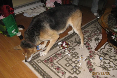 Dogs Trixie Christmas Present Presents Treats Dog Wallpapers ...