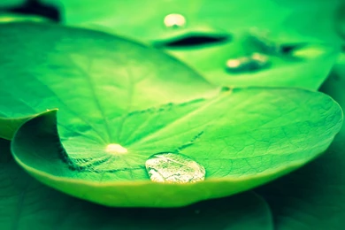 Flowers Archives   Page 13 Of 19   HD Wallpapers Source