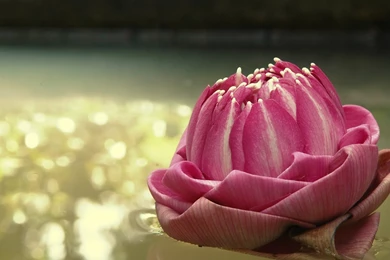 Lotus Wallpapers Hd 1479275