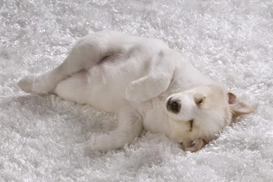 Comfy Cozy Puppy Rug White Dog Full Dogs Wallpaper Backgrounds Free ...