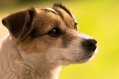 Cute Dog Animal Loyal Puppy Pet Dogs Wallpaper Backgrounds Free ...