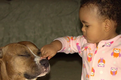 Children Dog Cute Puppys Sweet Animal Dogs Lovely Beautiful ...