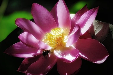 11423) Lotus Full HD Pics Wallpapers   WalOps.com