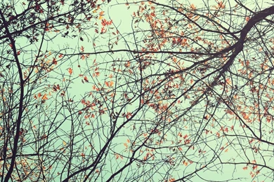 Trees Ants Eye View Mac Wallpapers Download