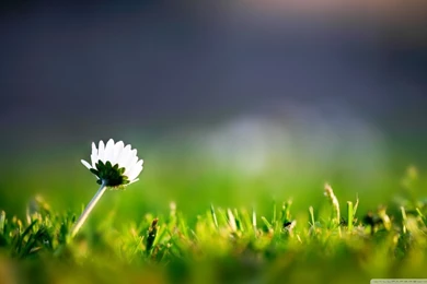 Lone Flower HD Desktop Wallpapers : High Definition : Fullscreen ...