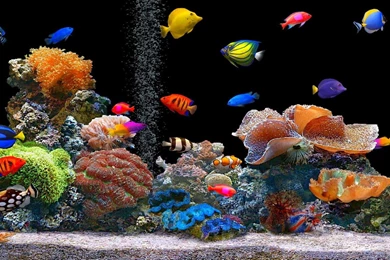 Aquarium Wallpapers