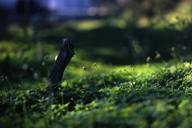 Wallpapers For Computer Free, A Field Of Green Grass, Nice Nature ...